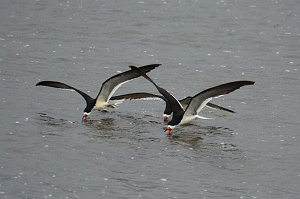 Skimmer, Black, 2014-05153039 Edwin B Forsythe NWR, NJ